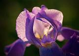 Backlit Iris_00734